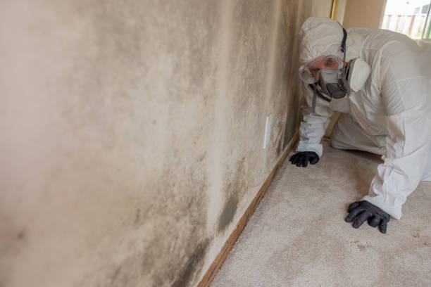 Best Carpet water damage restoration  in Volo, IL